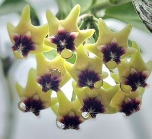 Hoya cumingiana, Paluki, Porcelain Flower, Wax Flower, Hoya cumingiana